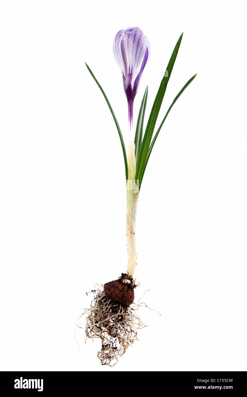 Tutto crocus isolato su sfondo bianco Foto Stock
