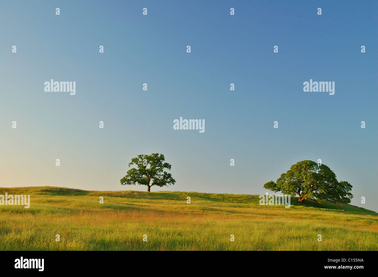 Feld in estate Foto Stock