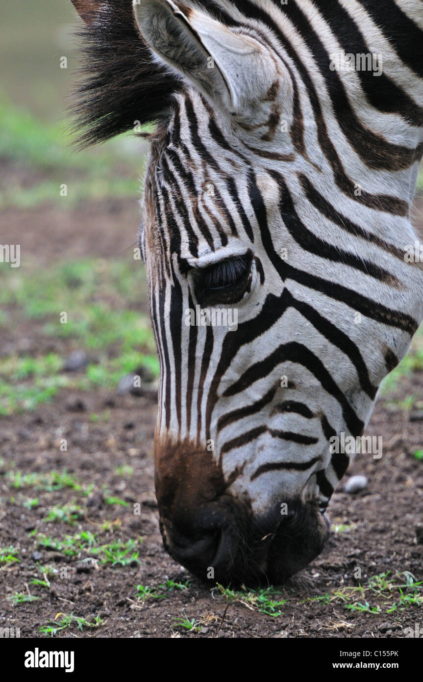 Zebra vicino ad Arusha in Tanzania Foto Stock