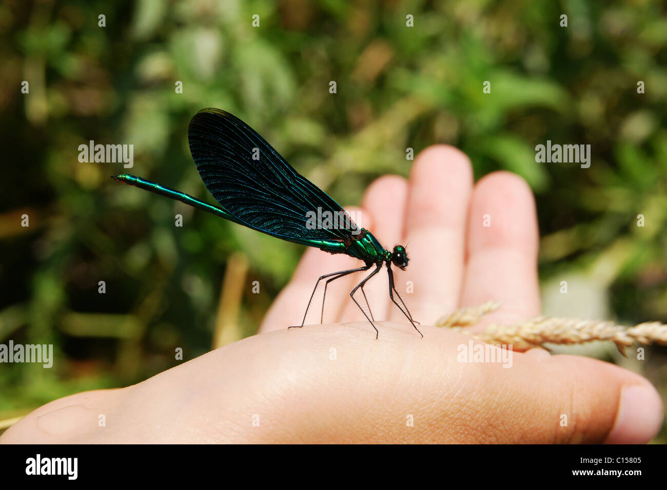 Belle blue dragon fly seduta sul palmo di un giorno d'estate Foto Stock