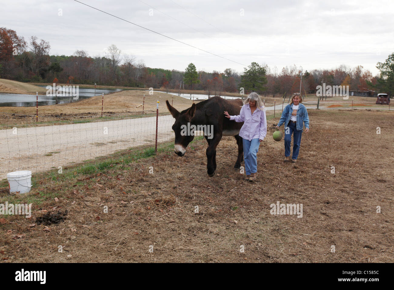 Deb Kidwell, sinistra, e il manager di un allevamento Susan Powell, diritto, piombo AMJR PCF Genesi, un americano di Mammoth Jackstock, verso il cibo. Foto Stock