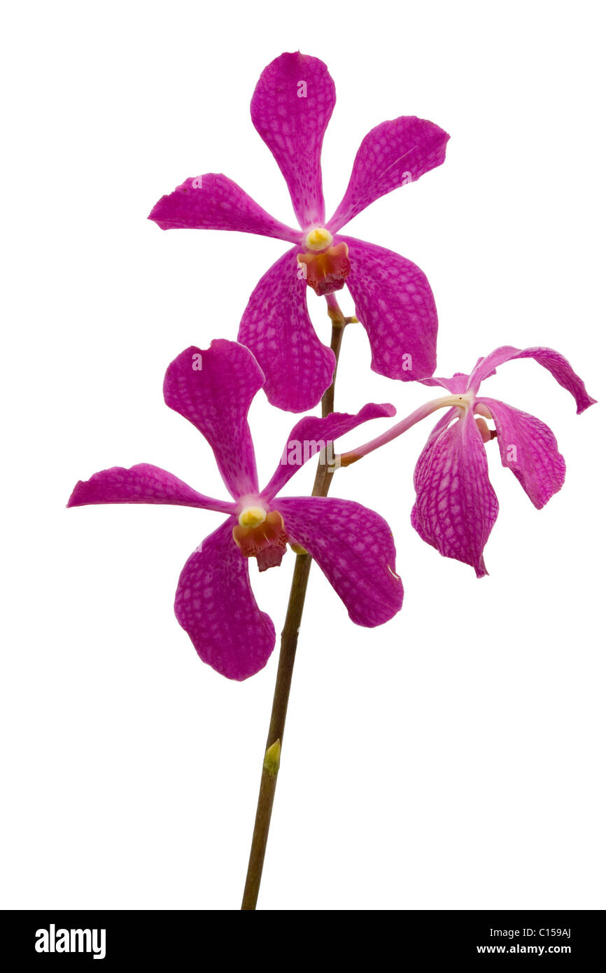 Stelo di rosa orchidee isolati su sfondo bianco Foto Stock