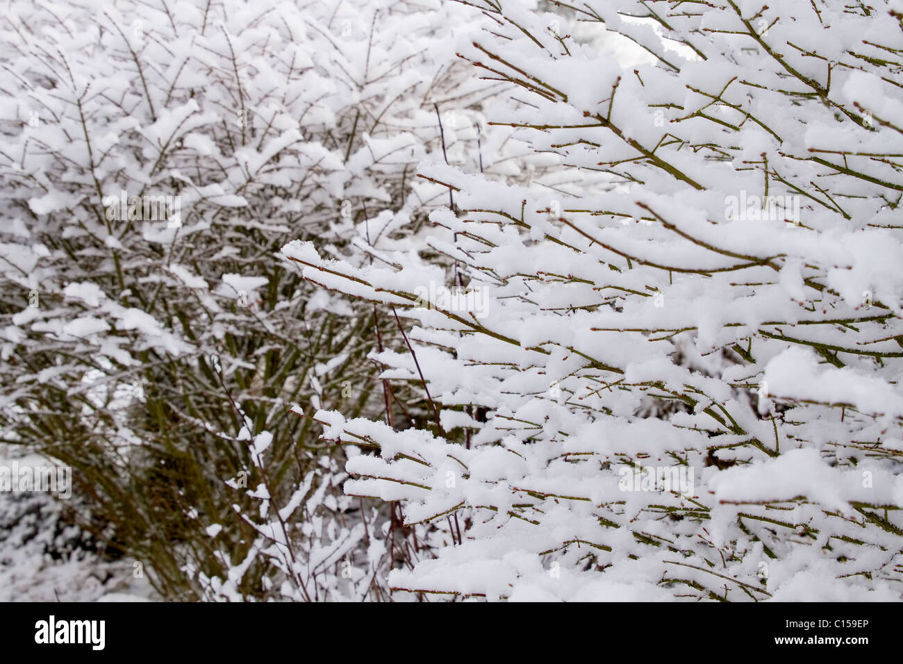In inverno la neve su Arbusti decidui sfondo vegetale Foto Stock