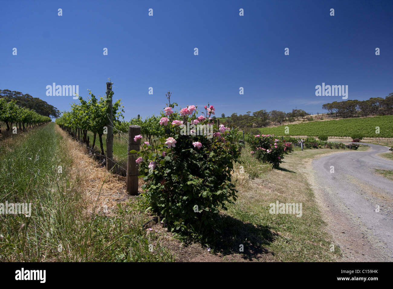 Righe di giovani vigneti che crescono in un vigneto di McLaren Vale zona viticola del Sud Australia. Foto Stock