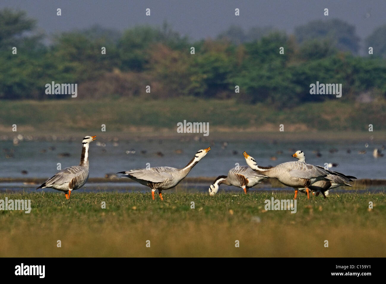 Bar intitolata oche (Anser indicus), che mostra l'aggressione, o display territoriale a Thol Bird Sanctuary, Gujarat, India Foto Stock