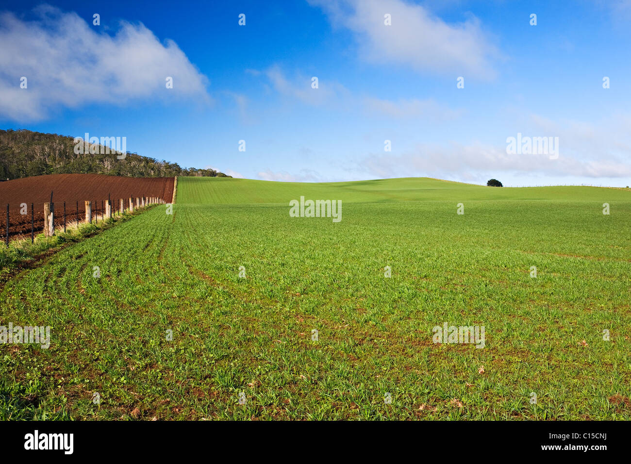 Ballarat Australia / coltivazione di grano giovane a Warrenheip che si trova vicino alla città regionale di Ballarat in Victoria Australia. Foto Stock