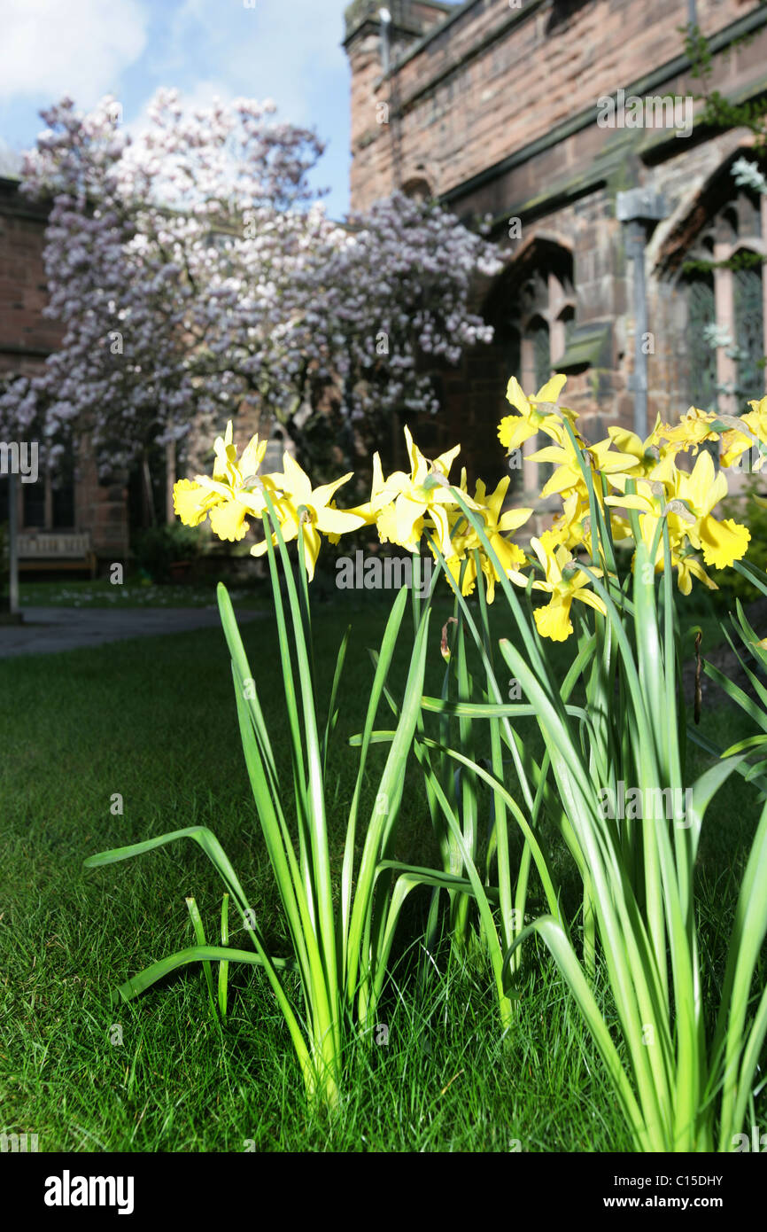Città di Chester, Inghilterra. Una molla vista di narcisi in piena fioritura a Chester Cathedral chiostro del giardino. Foto Stock