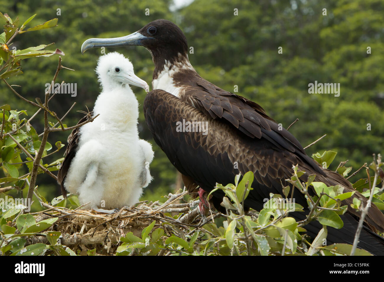 Femmina Frigate Bird con un Cub Foto Stock