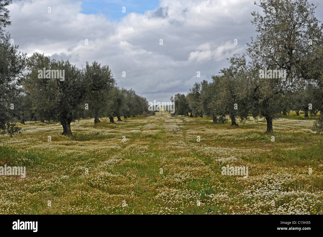 Un tappeto di fiori selvatici crescente tra gli ulivi, Moura, Alentejo, Portogallo Foto Stock