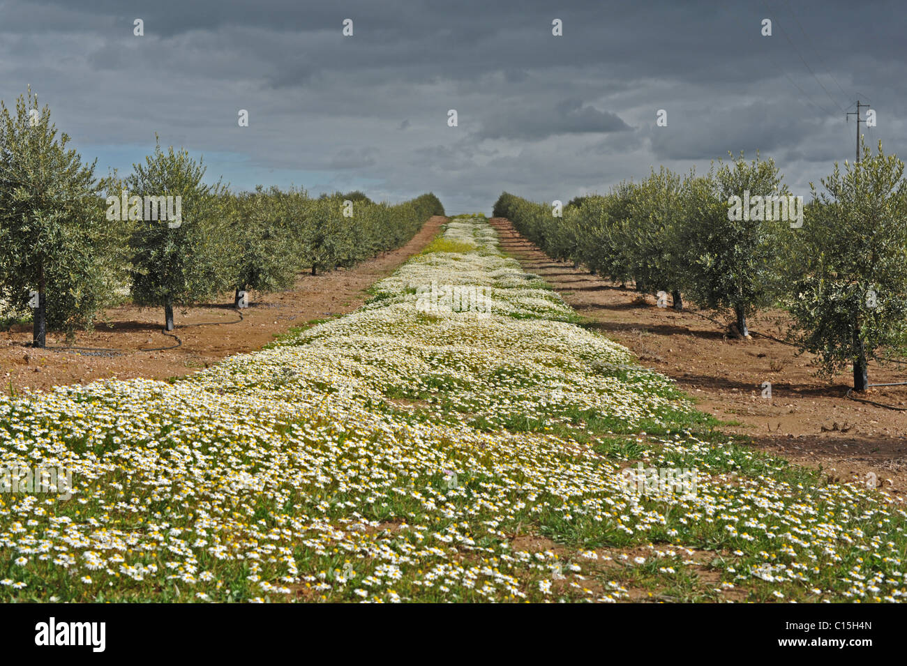 Pratoline crescente tra gli alberi di ulivo, Moura, Alentejo, Portogallo Foto Stock