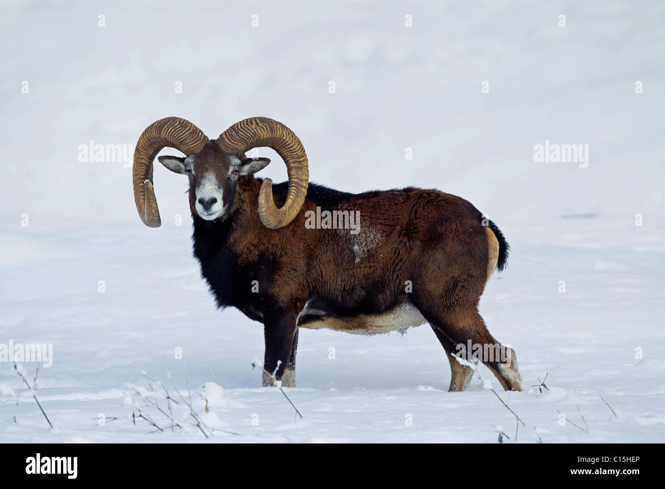 Muflone (Ovis ammon), ram nella neve. Foto Stock