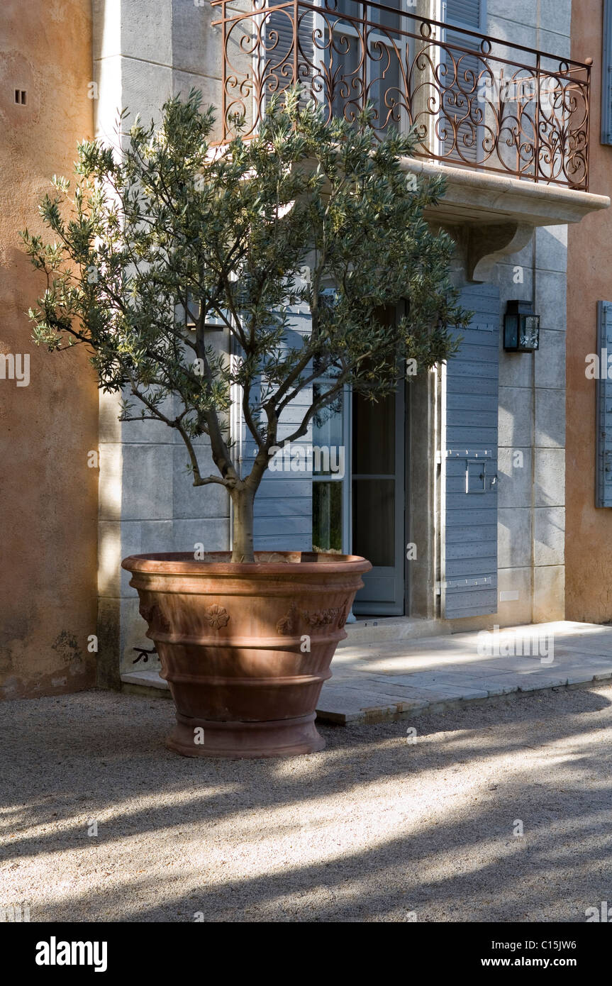 I grandi vasi con albero di olivo nella parte anteriore di una tradizionale  casa di campagna provenzale Foto stock - Alamy