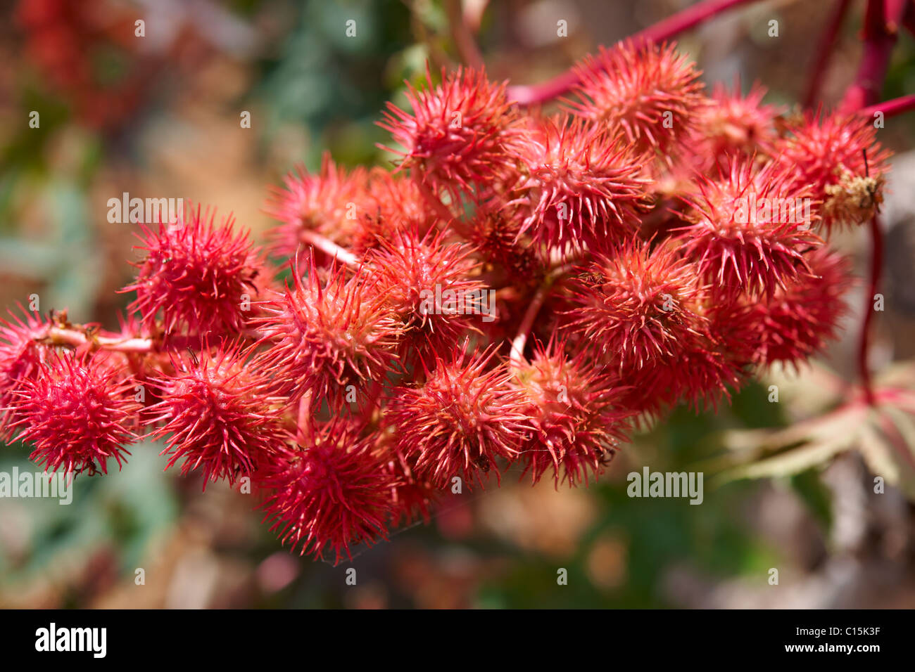 Ricinus Carmencita Red teste di seme - Syros Grecia Foto Stock