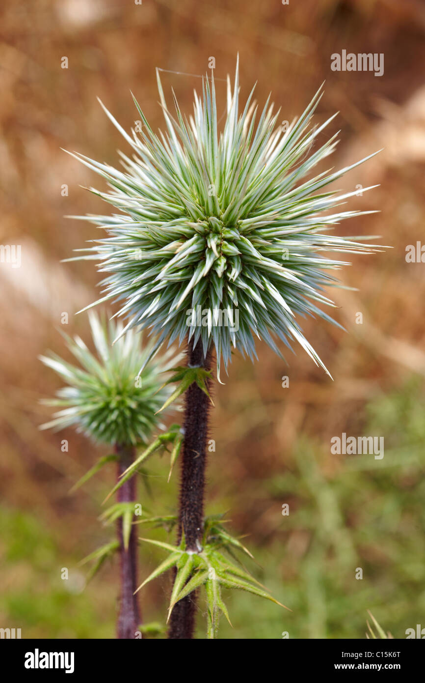Il cardo selvatico e seme head, Syros Grecia Foto Stock