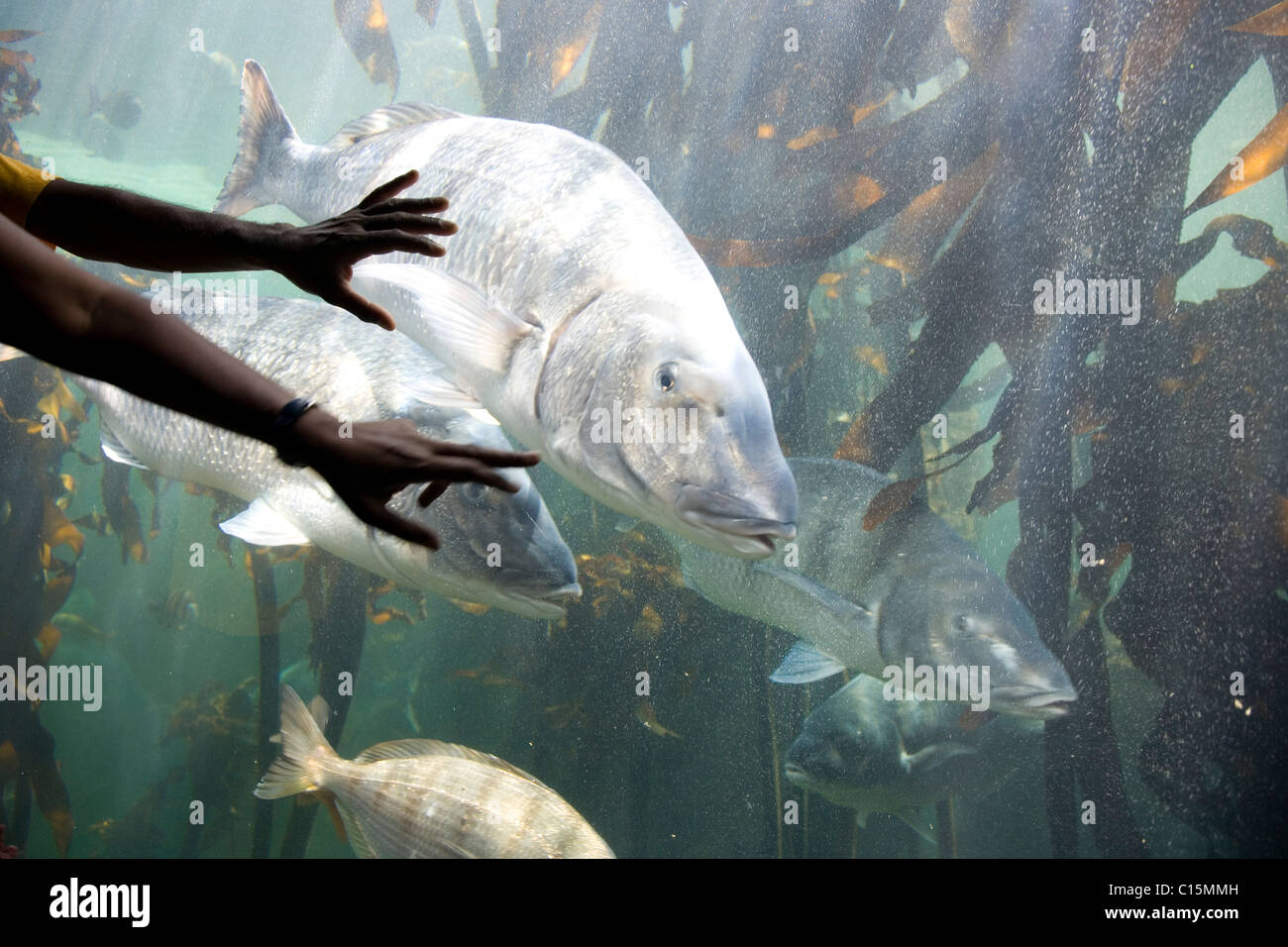 Two Oceans Aquarium - la foresta di Kelp presentano. Steenbras lithognathus lithognathus Foto Stock