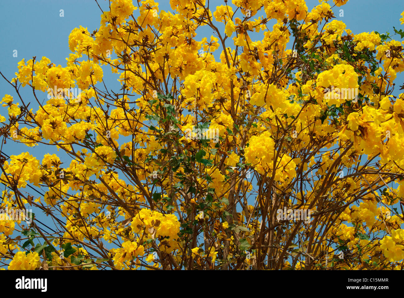 Fiore Rajapreuk,Thailandia,fiore nazionale Foto Stock