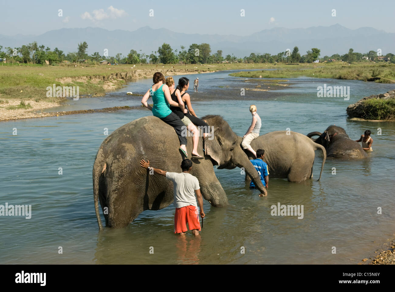 Bagno di viaggiatori elefanti nel fiume Rapti, Chitwan, Nepal. Foto Stock