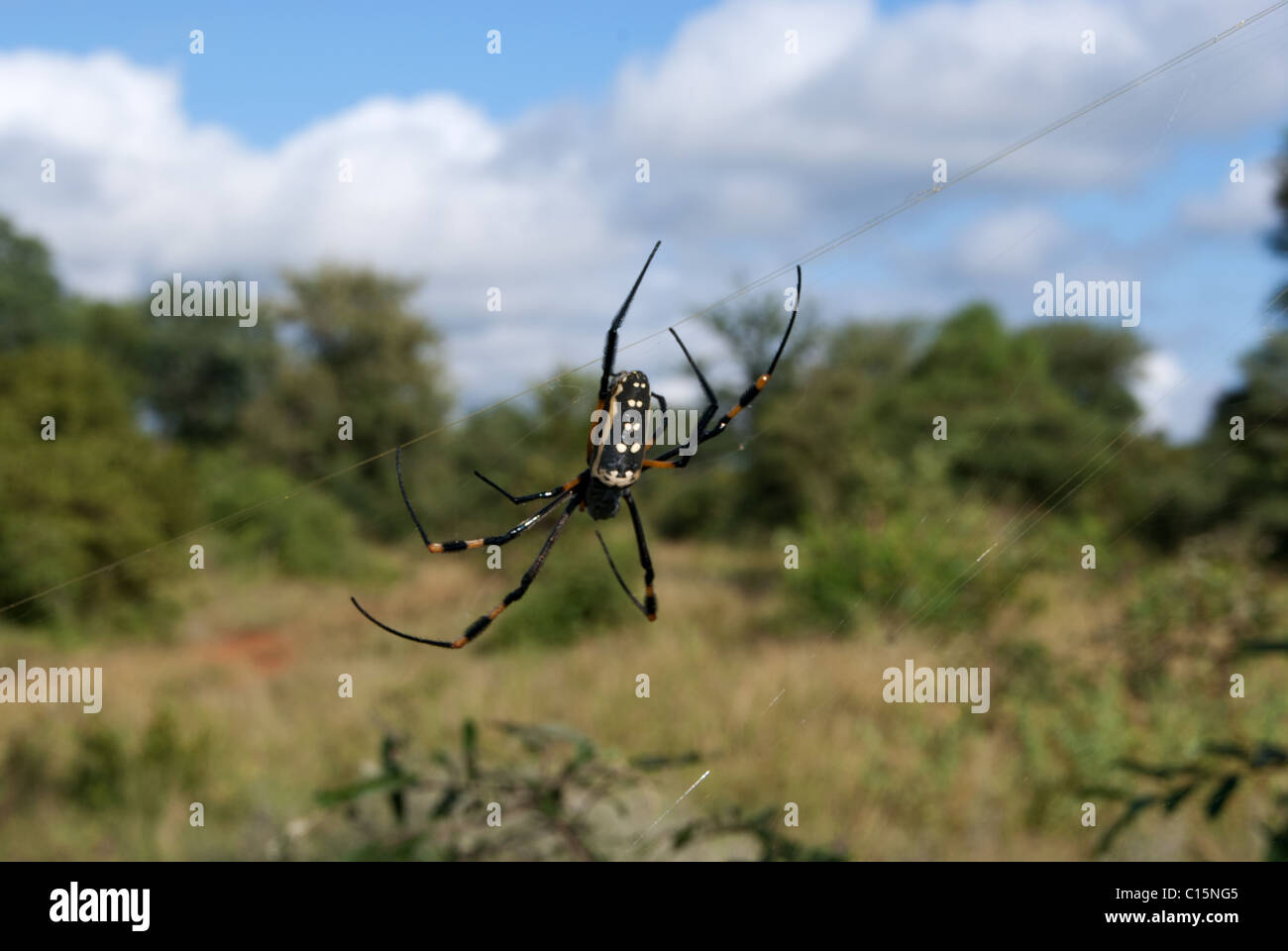 Gamba nastrati Golden Orb Spider Foto Stock