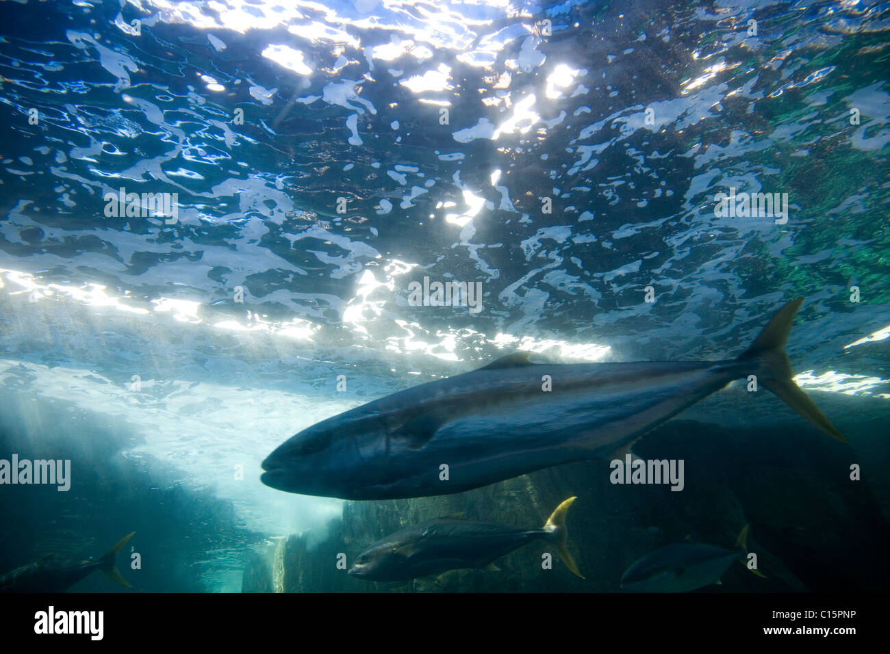 Limanda Pesce in Two Oceans Aquarium - la foresta di Kelp presentano Foto Stock
