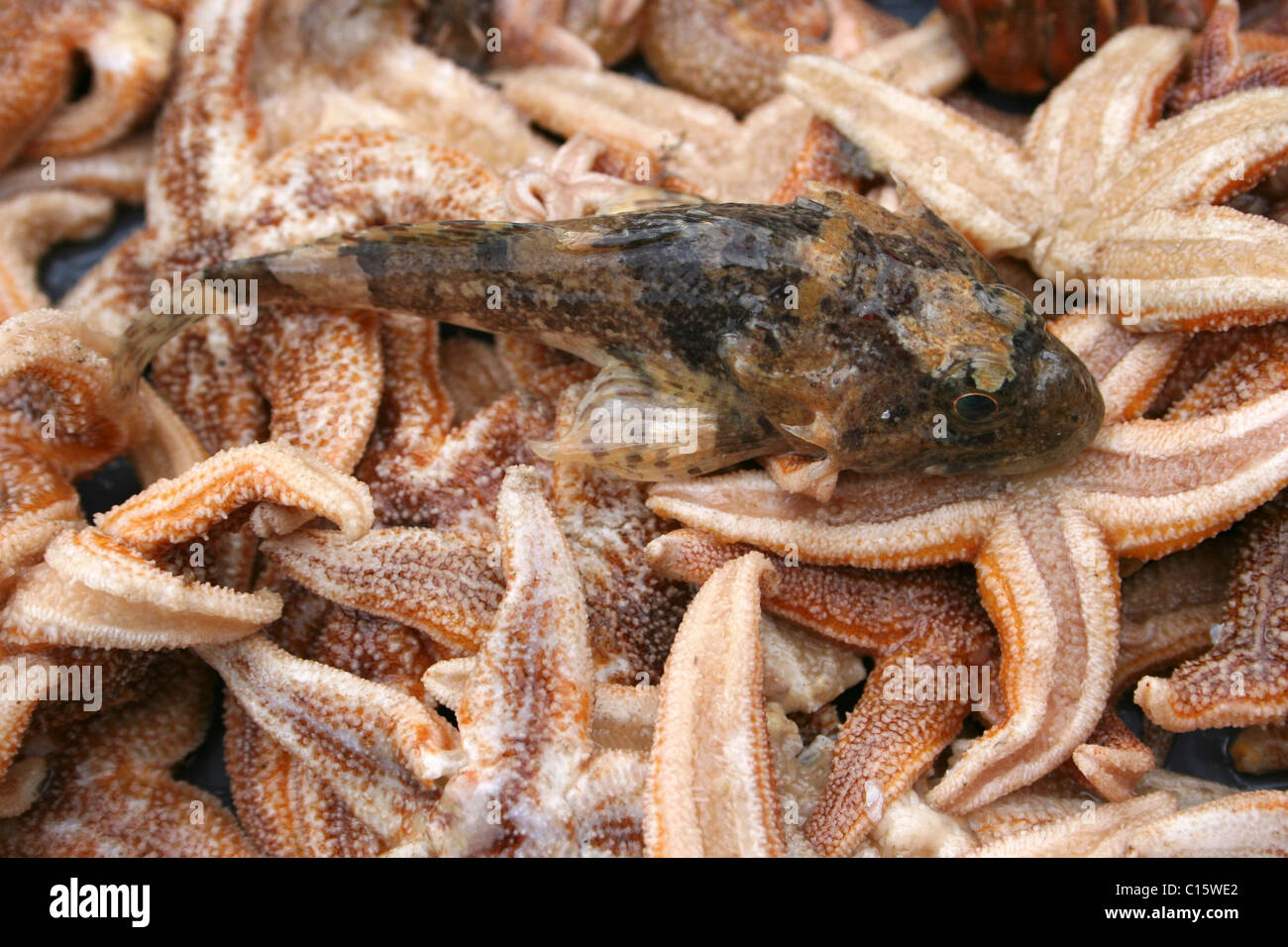 Shanny Lipophrys pholis su un letto di comune Starfish Asterias rubens catturati durante Beamtrawling nel fiume Mersey, REGNO UNITO Foto Stock