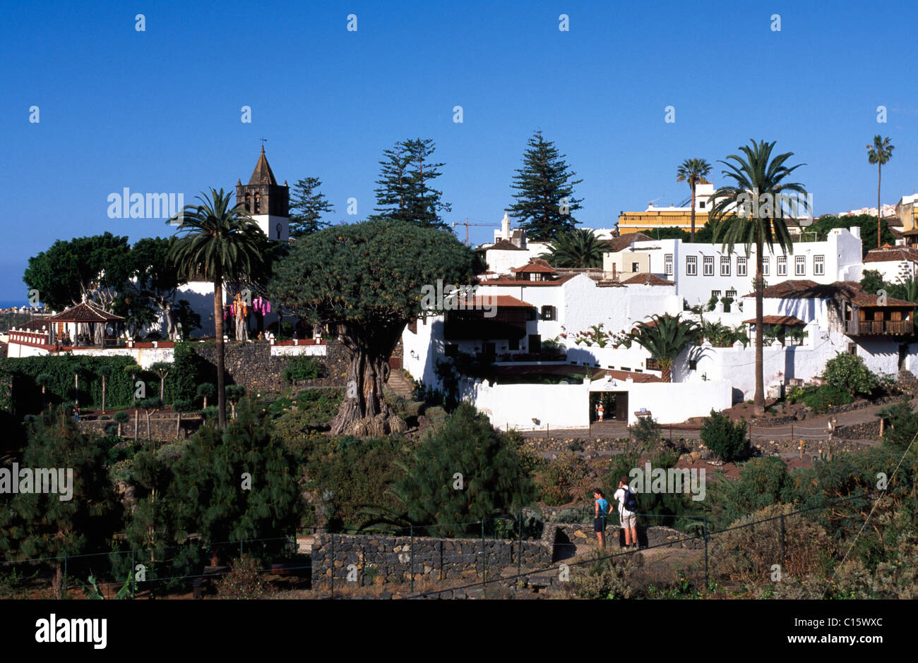 Dracaena, Dragon Tree in Icod de los Vinos, Tenerife, Isole Canarie, Spagna, Europa Foto Stock