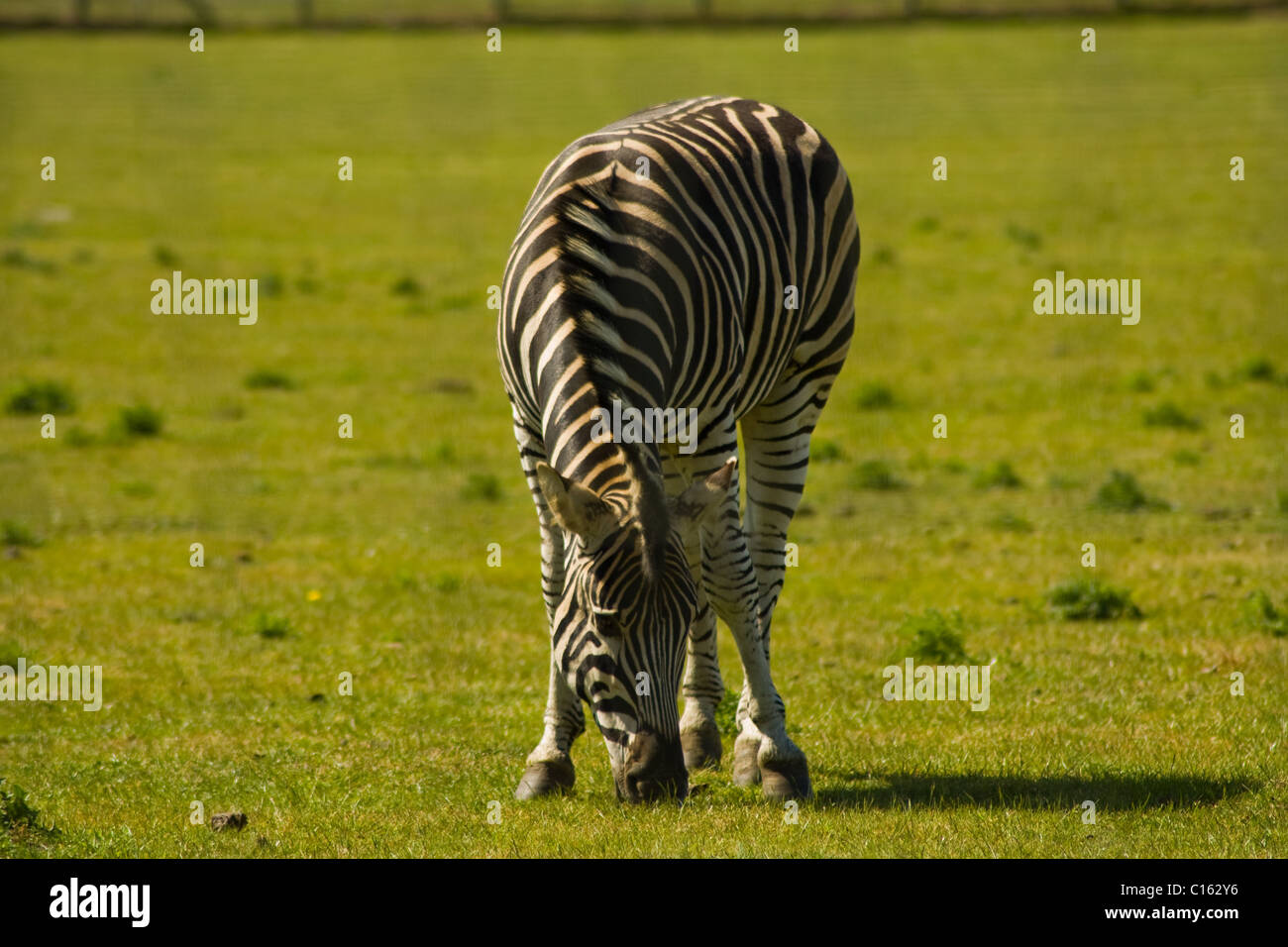 Una zebra pascolo a Yorkshire Wildlife Park a Doncaster Foto Stock