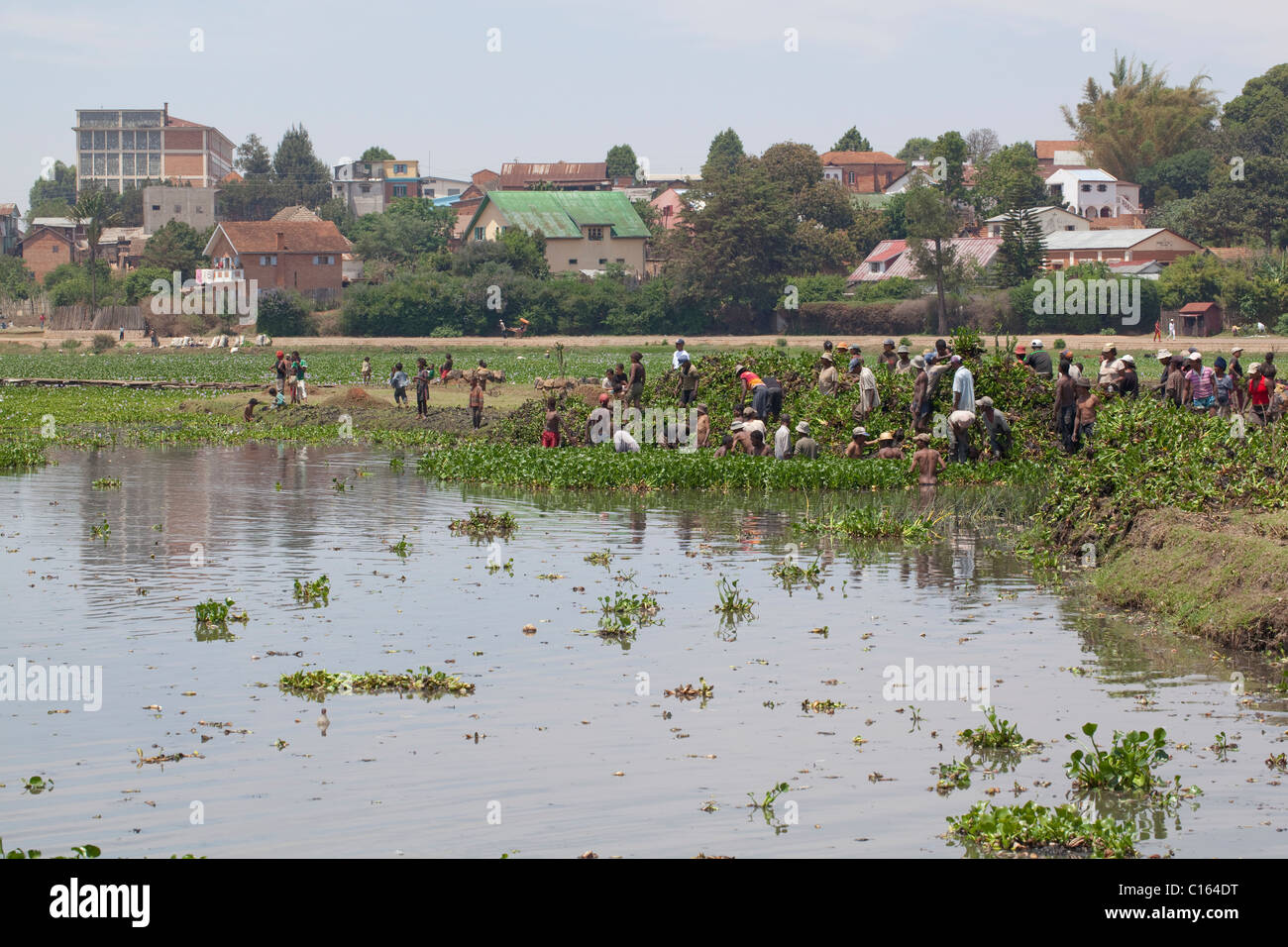 Gli abitanti di un villaggio malgascio raccogliere introdotto invasiva e giacinto di acqua (Eichhornia crasspipes) da una comunità pond. Madagascar. Foto Stock