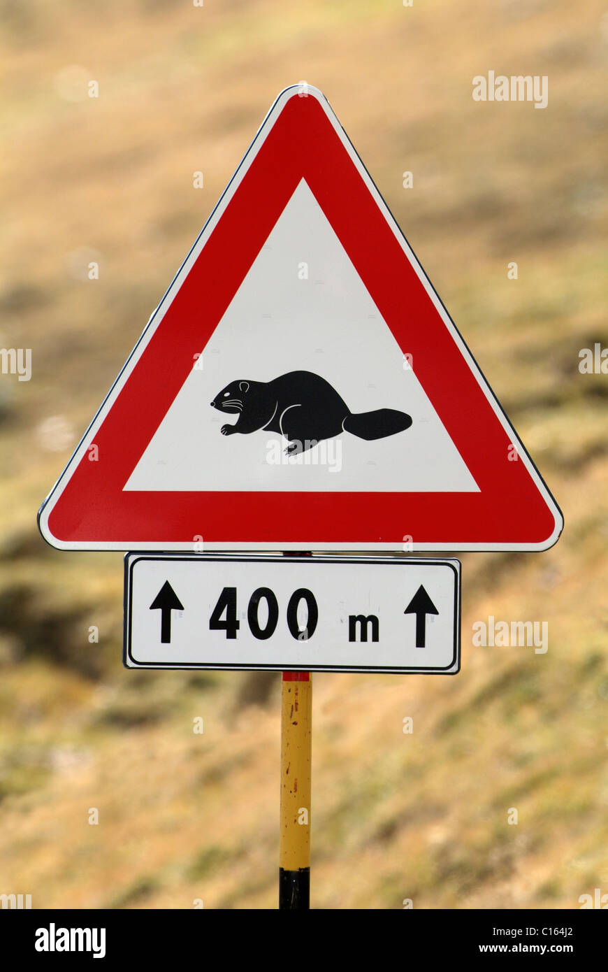 Cartello stradale, guardatevi di marmotte, dello Stelvio, Stilfser Pass, Parco Nazionale, l'Italia, Europa Foto Stock