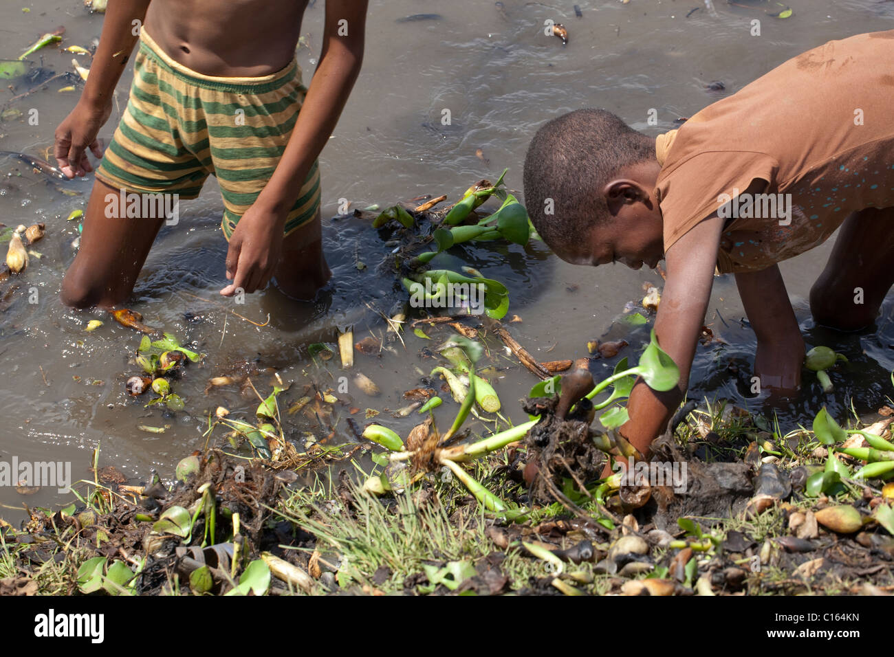 Ragazzi malgasci aiutare raccogliere introdotto invasiva e giacinto di acqua (Eichhornia crasspipes). Madagascar. Foto Stock