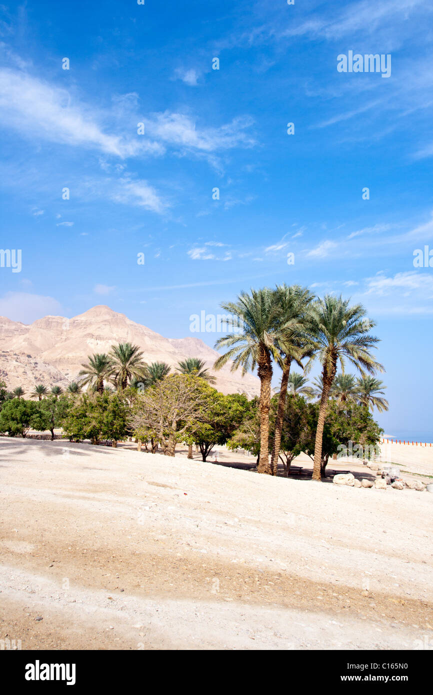 Ein Gedi oase presso il Mar Morto. Israele Foto Stock