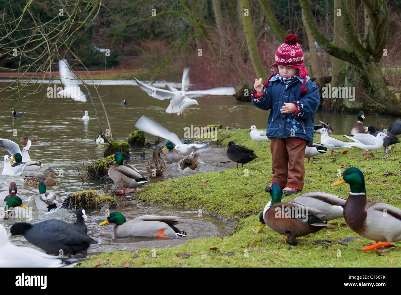 Alimentazione bambino anatre nel Parco in inverno, Germania Foto Stock