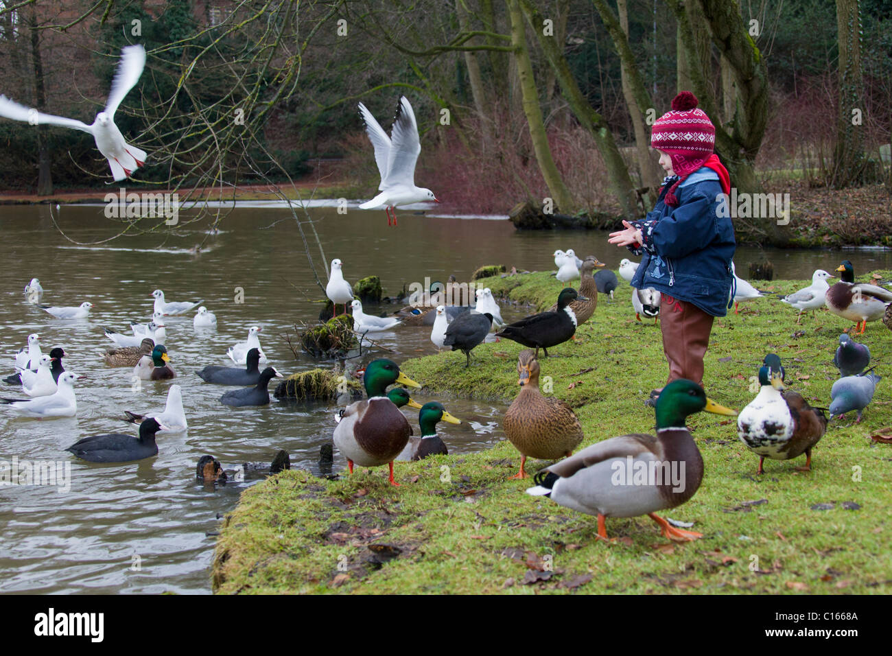 Alimentazione bambino anatre nel Parco in inverno, Germania Foto Stock