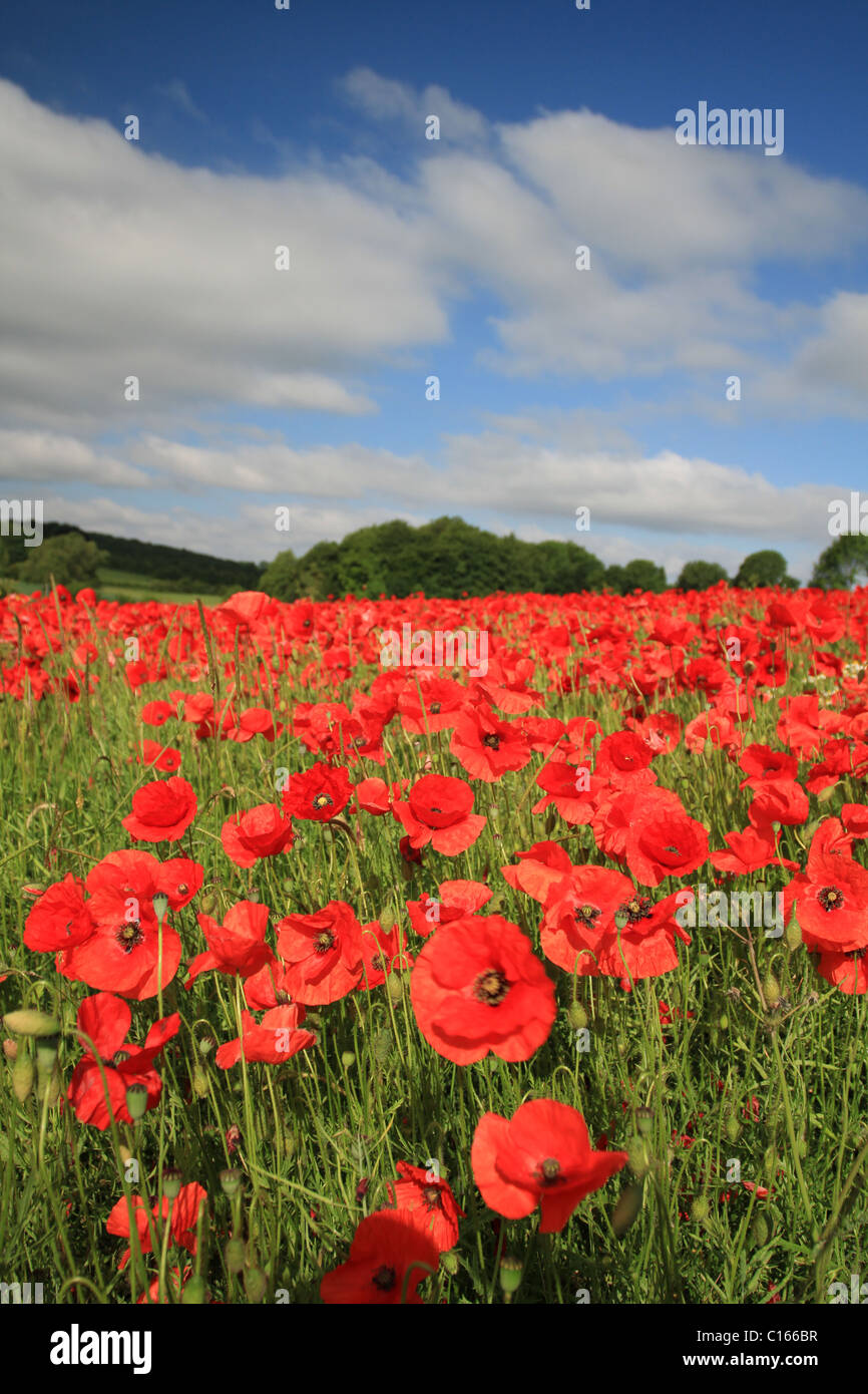 Papaveri adornano un campo a Cheltenham, Gloucestershire Foto Stock