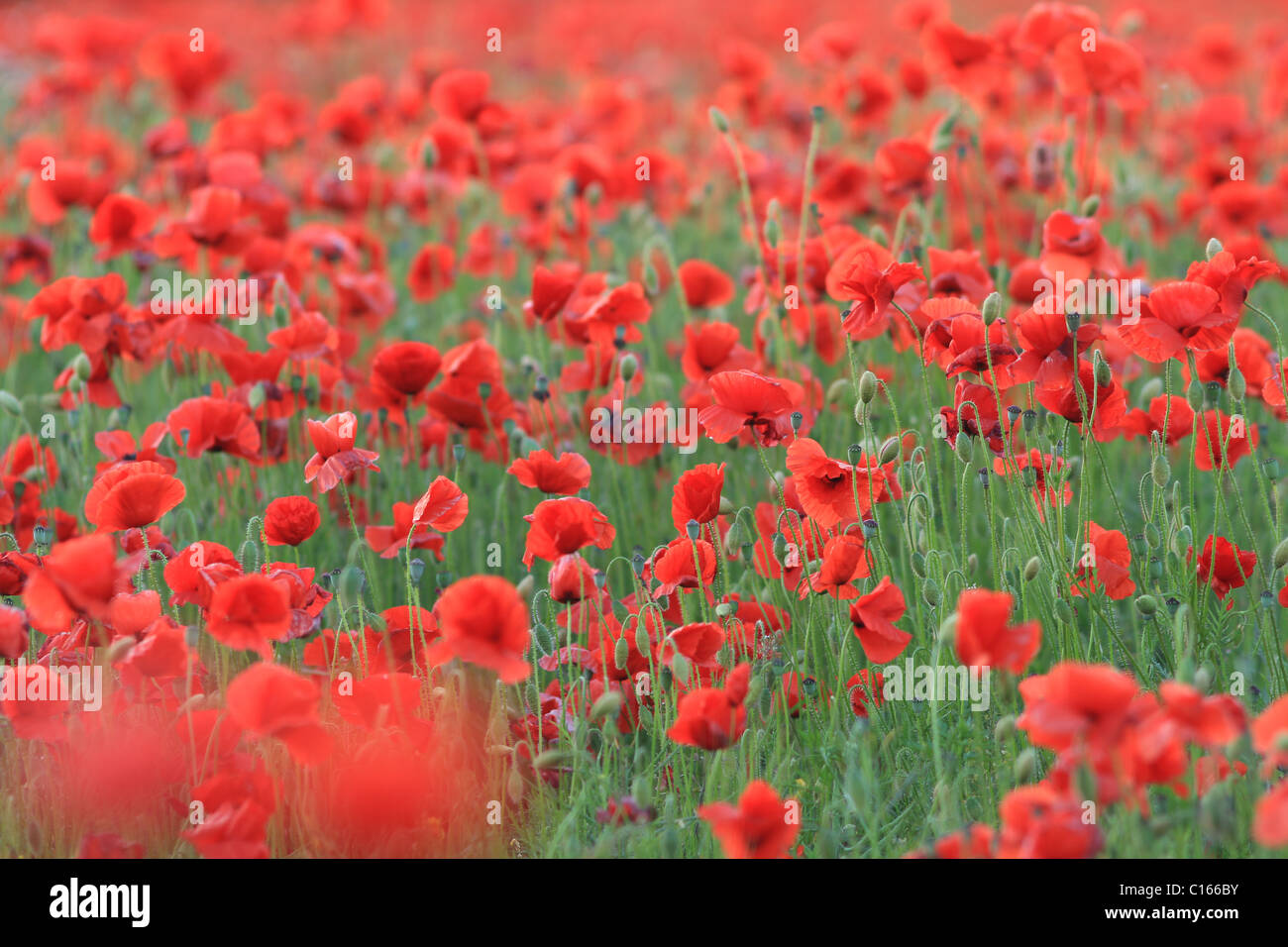 Papaveri adornano un campo in Cheltenham Foto Stock