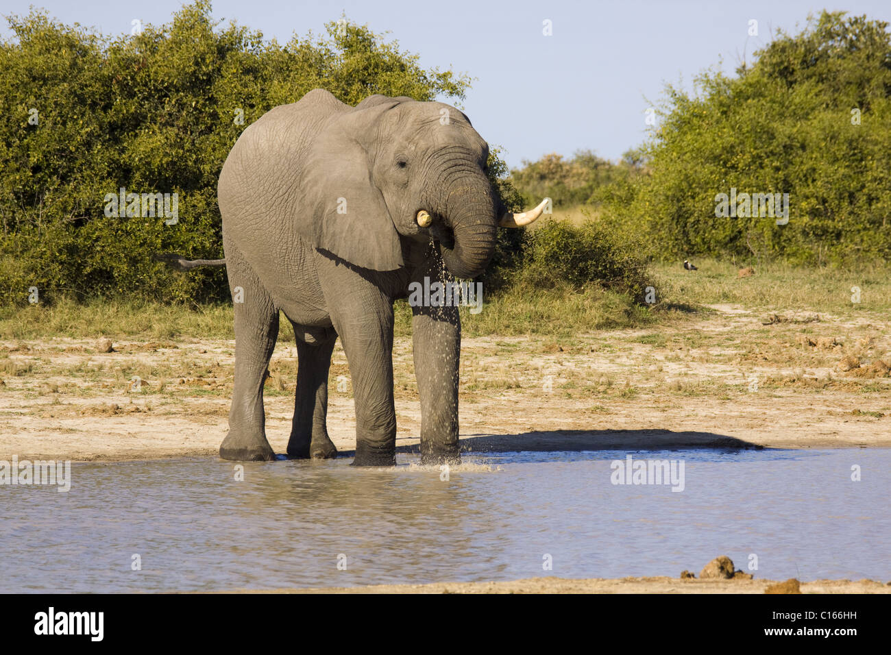Elefante africano Foto Stock
