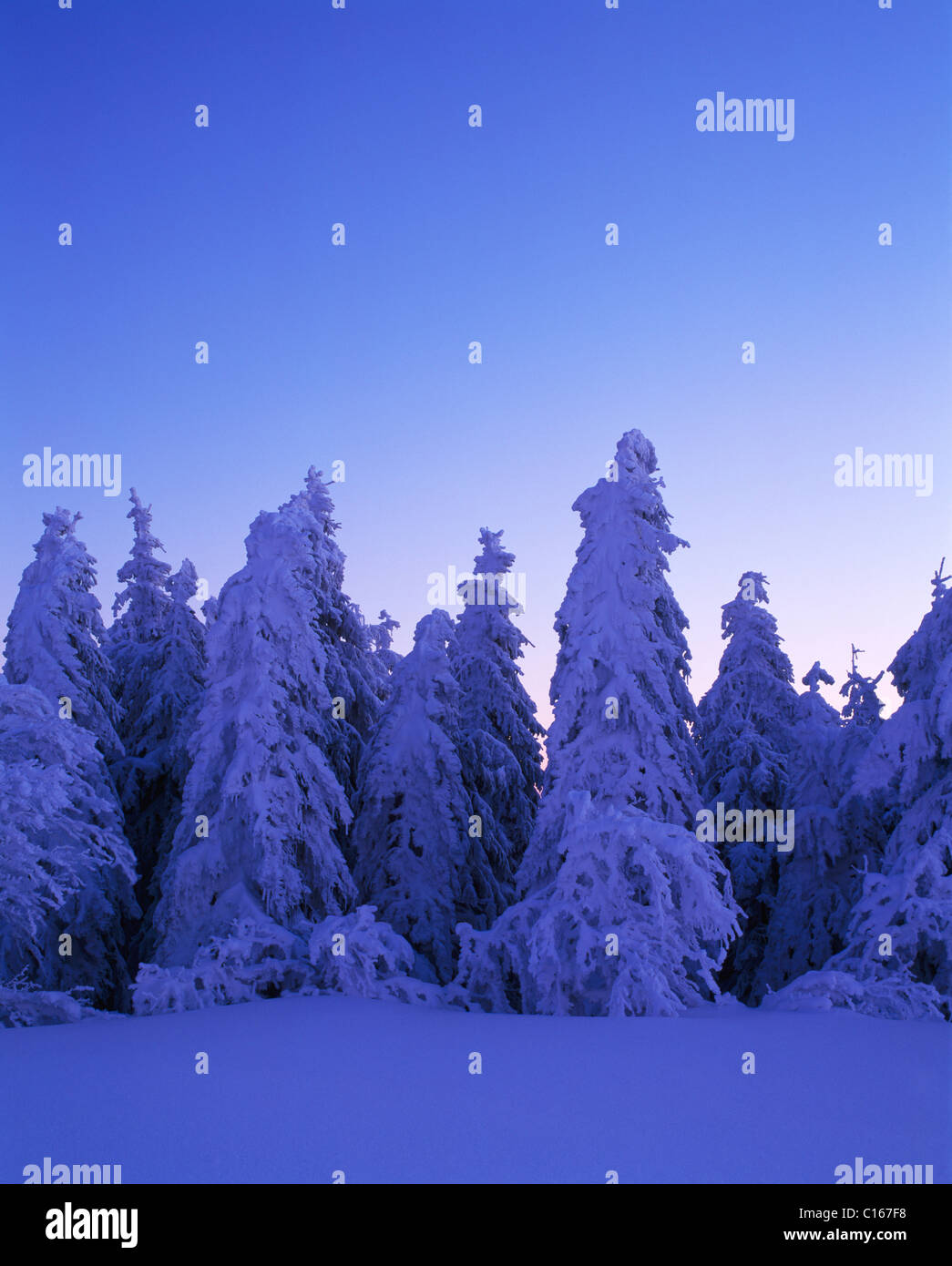 Coperta di neve abeti (Abies), la Foresta Nera meridionale, Baden-Wuerttemberg, Germania, Europa Foto Stock