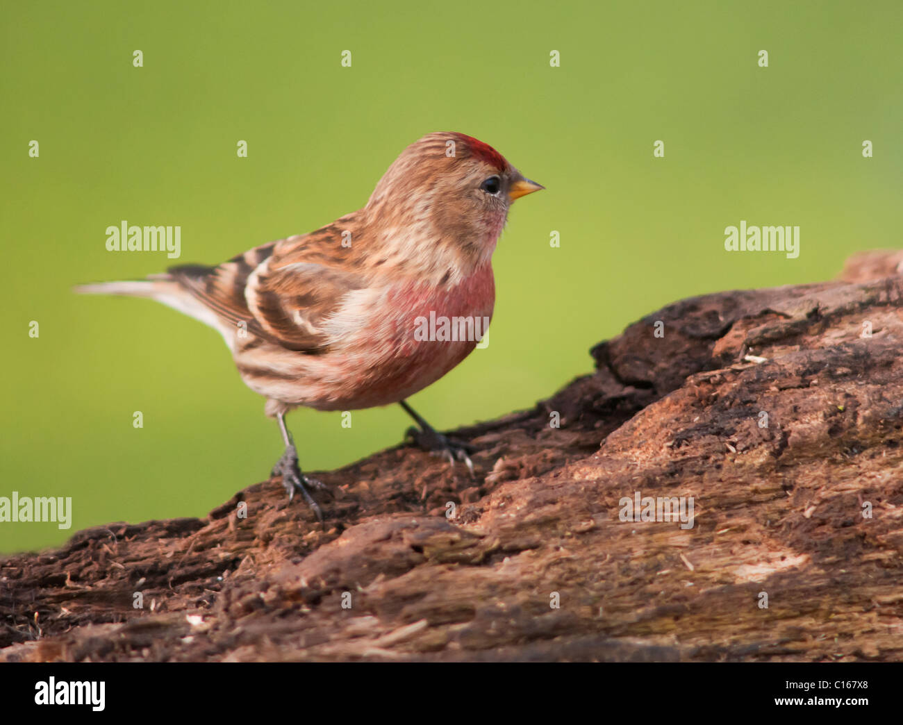 Maschio Redpoll minore (Carduelis cabaret) arroccato Foto Stock