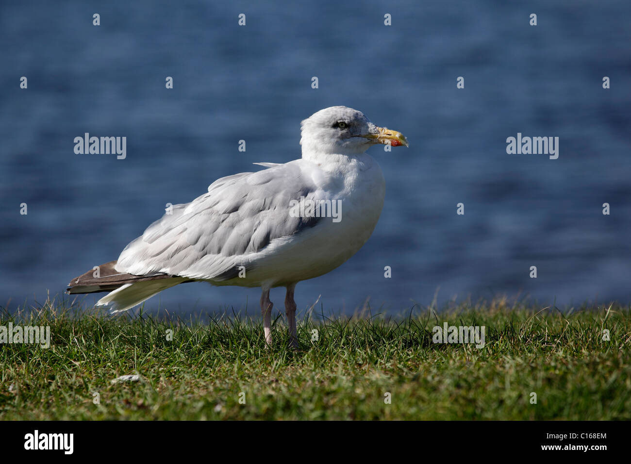 Giovani aringhe gabbiano, (Larus argentatus), Black Isle, Scozia, Settembre 2010 Foto Stock