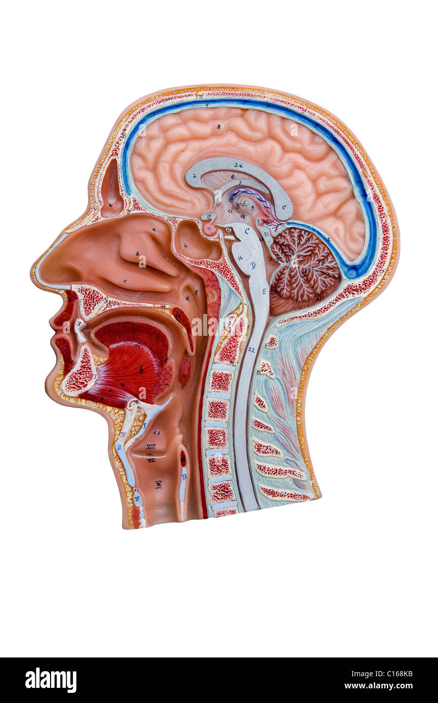 Sezione trasversale modello di una testa umana Foto Stock