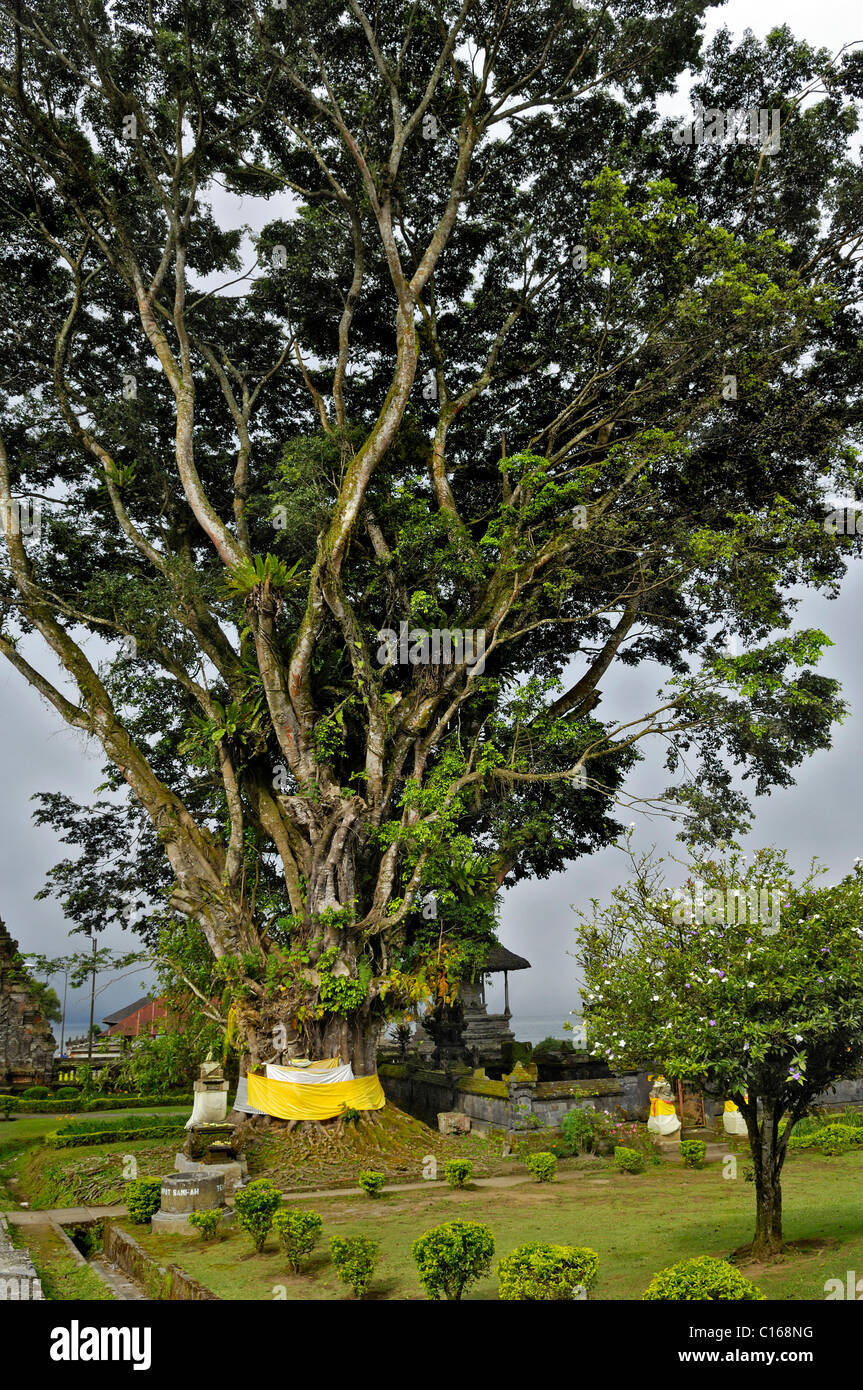 Il Bengala o Indian fig (Ficus benghalensis), sul lago Bratan davanti alla pura Ulun Danu Temple, Bali, Indonesia Foto Stock