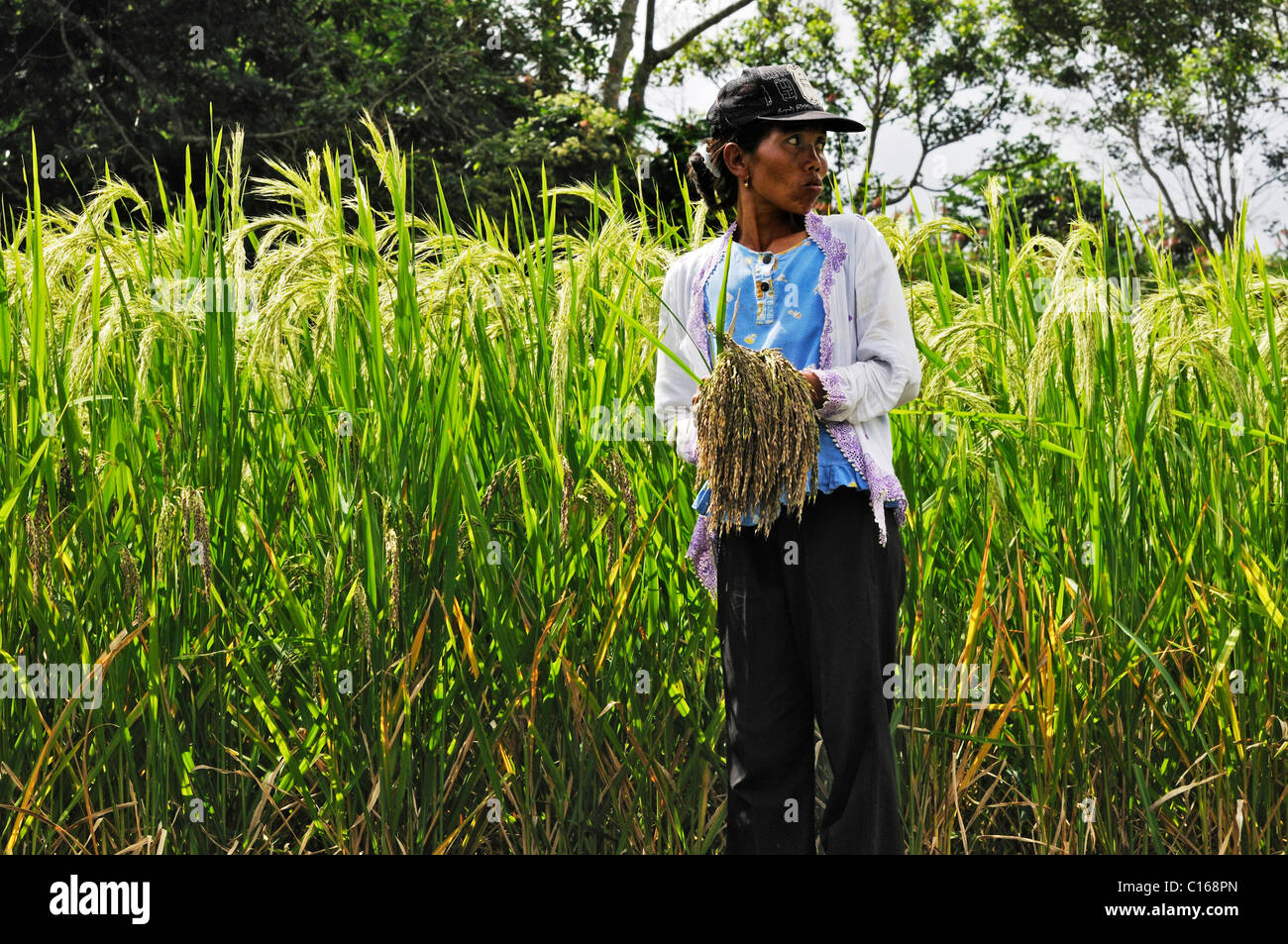 Donna Balinese la mietitura del riso, Mengwi, Bali, Indonesia, Sud Est asiatico Foto Stock