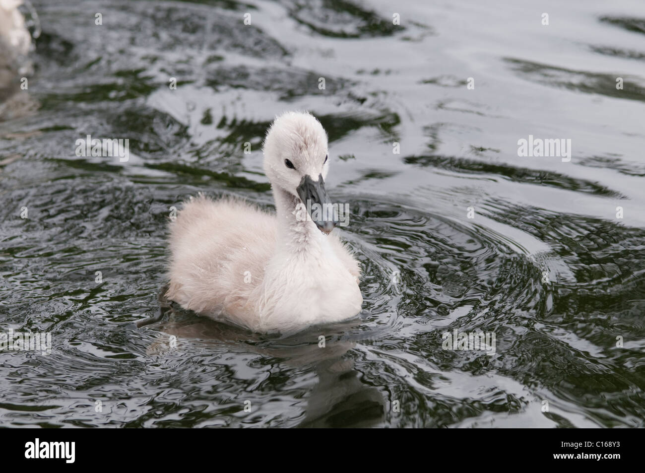 Cigno (Cygnus olor) cygnet. Lago di Windermere, Cumbria, Regno Unito. Giugno. Foto Stock