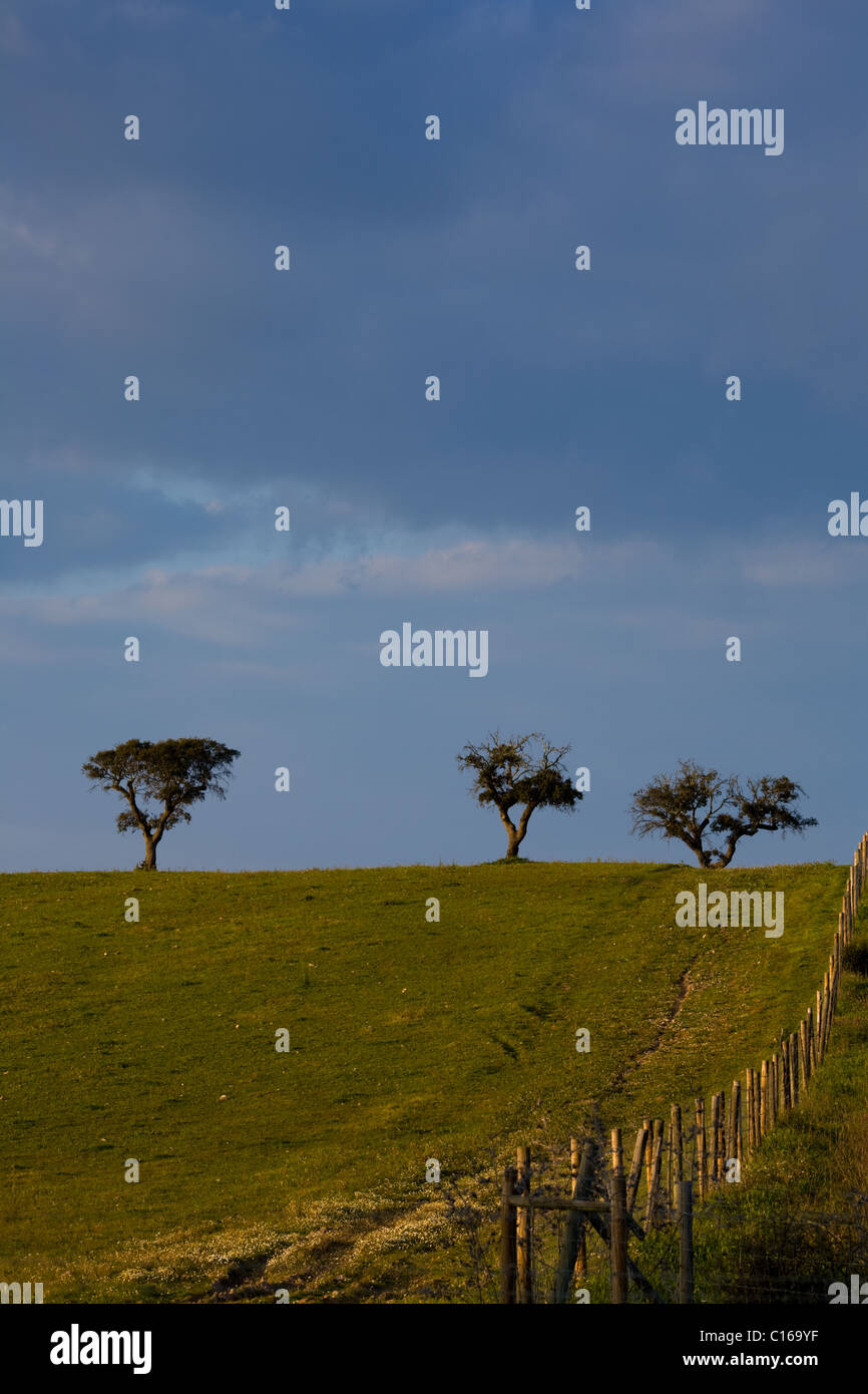 Alberi da sughero, Alentejo, Portogallo Foto Stock