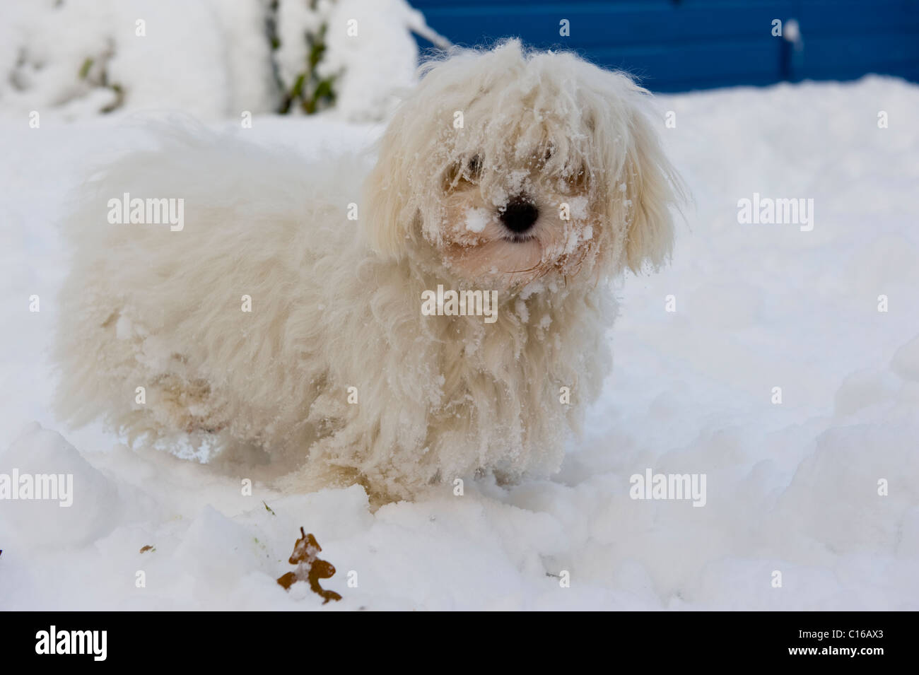 Piccolo cane nella neve Foto Stock