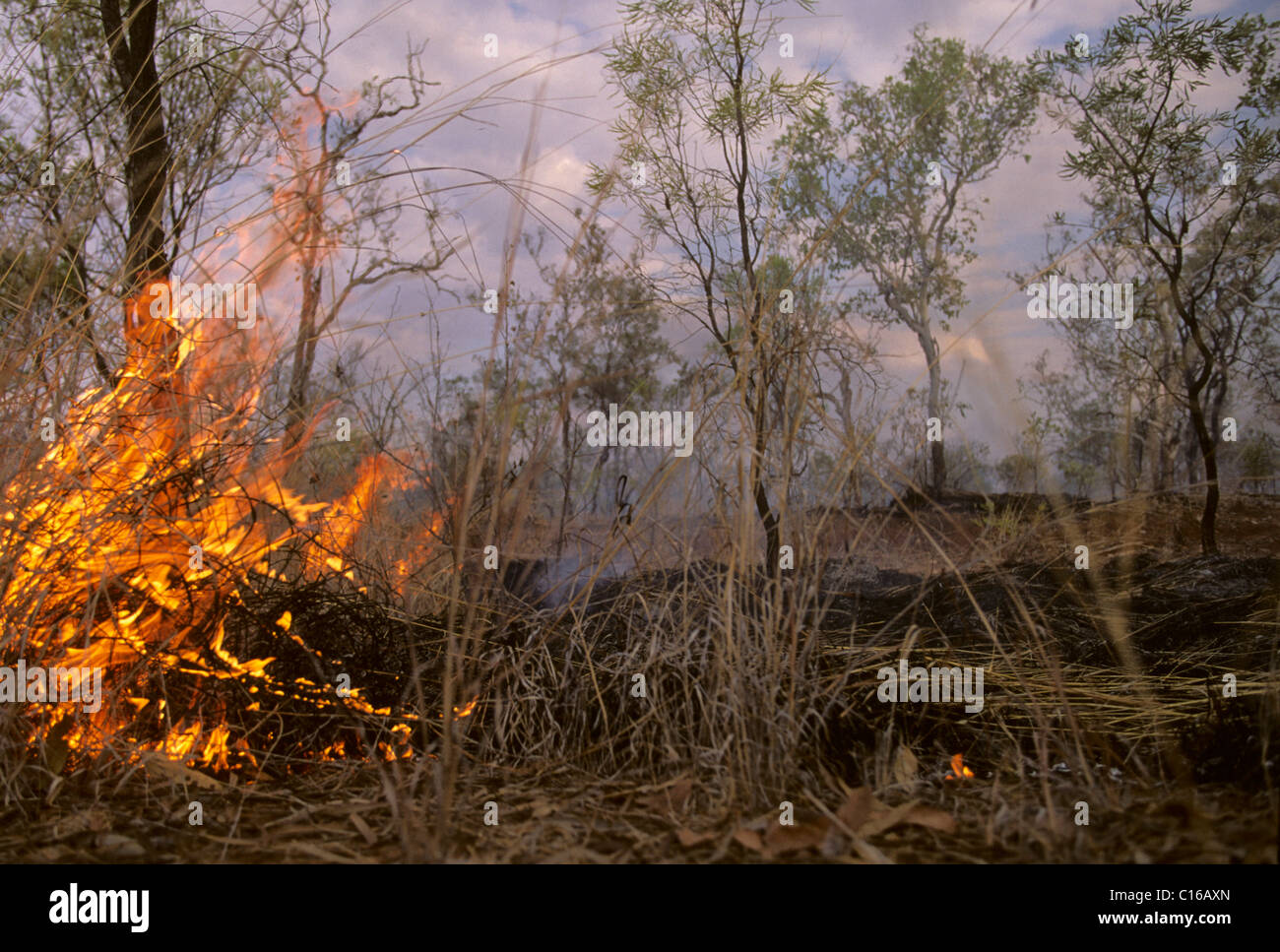 Bush fire vicino a Katherine, il Territorio del Nord, l'Australia Foto Stock