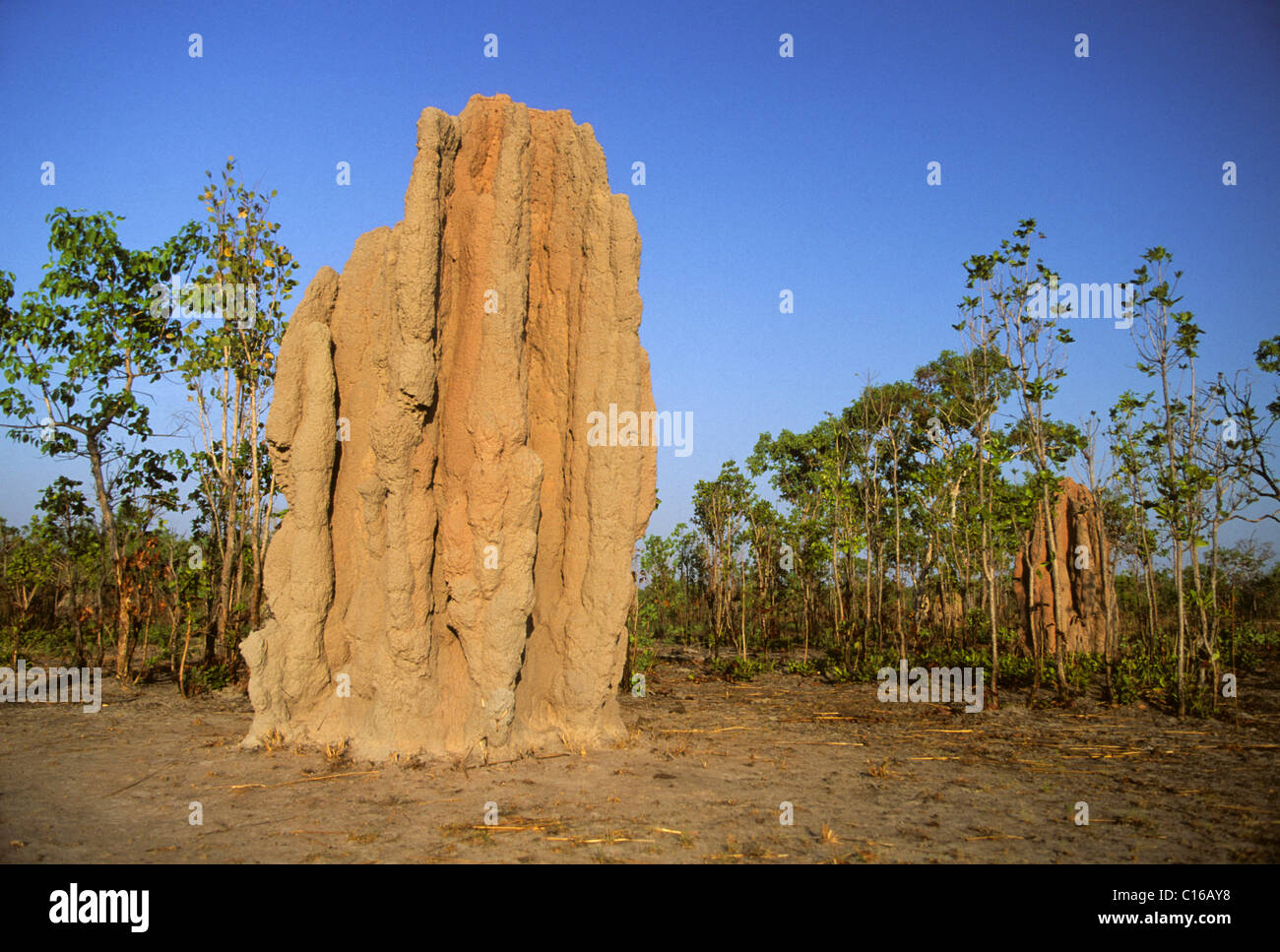 Termite hill nel Cacatua, il Parco Nazionale del Territorio del Nord, l'Australia Foto Stock