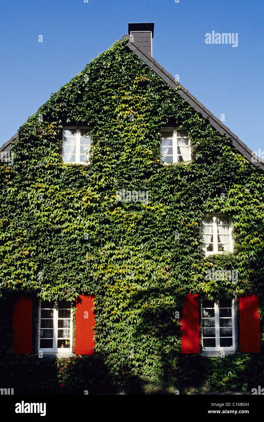 Casa con persiane rosse, facciata ricoperta di edera, Germania, Europa Foto Stock