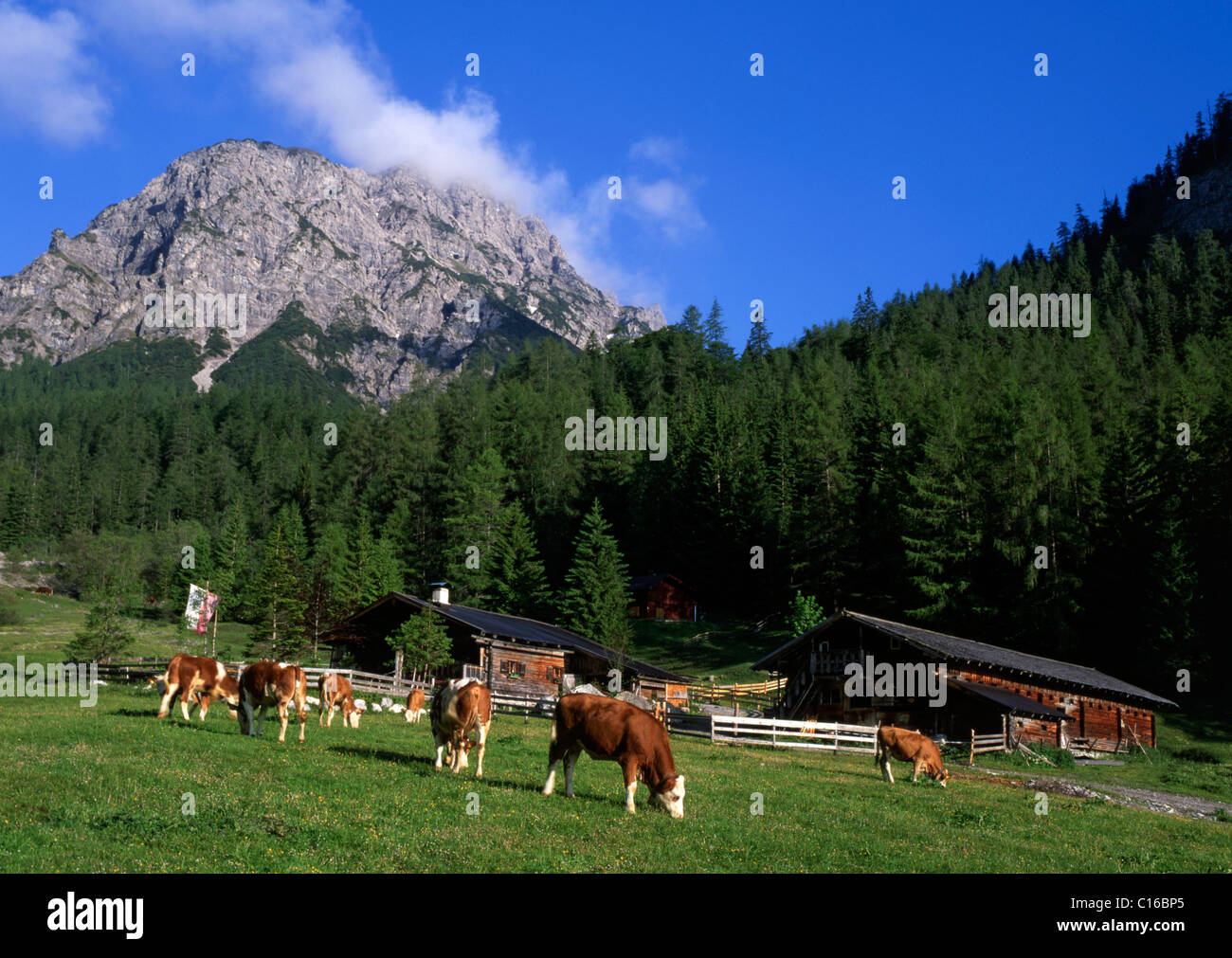 Stallen pascolo alpino, Rauher Knoell montagna nel retro, Stallen valley, Karwendel-mountain range, Tirolo, Austria, Europa Foto Stock