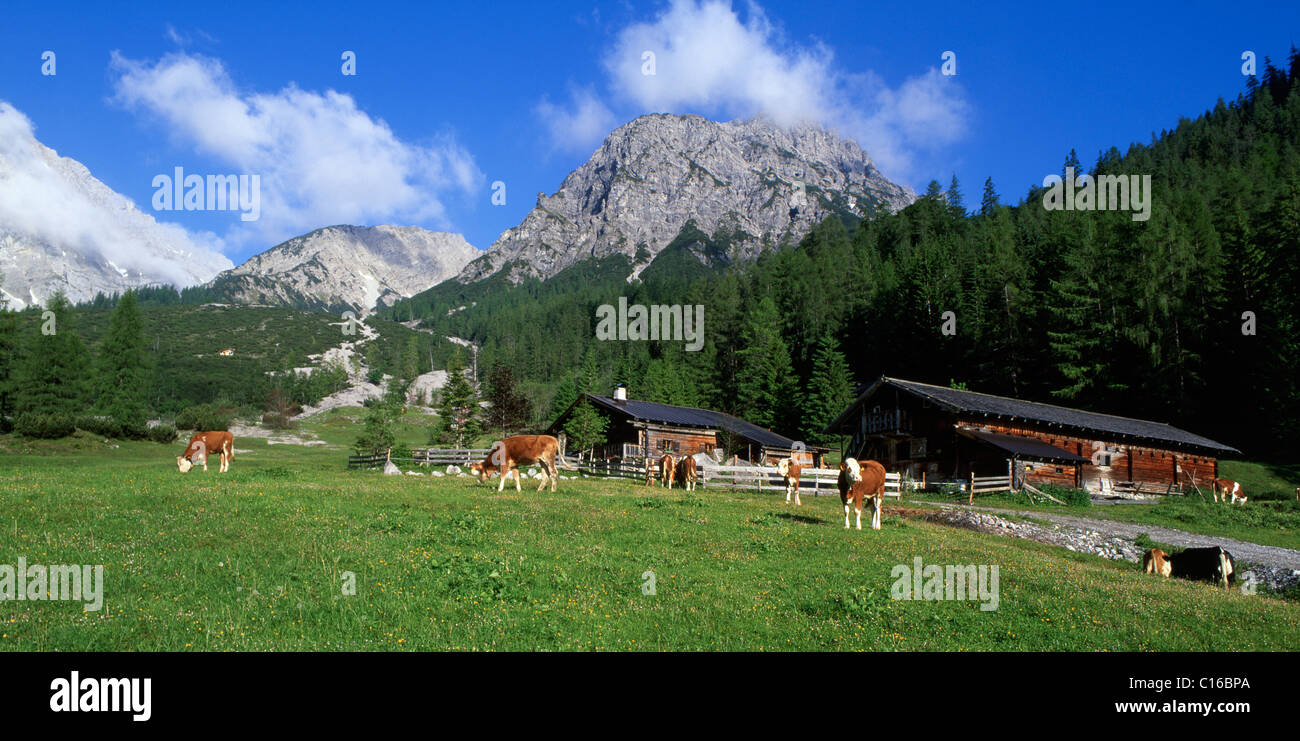 Stallen pascolo alpino, Hahnkampl und Rauher Knoell montagne, Stallen valley, gamma Karwendel, Tirolo, Austria, Europa Foto Stock