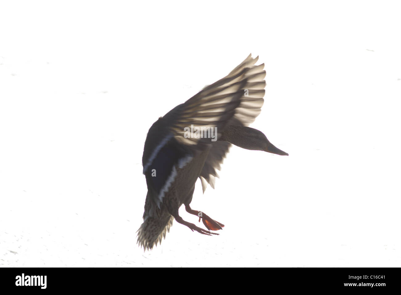 Femmina di germano reale (Anas platyrhynchos) in volo, inverno, yorkshrie, Regno Unito Foto Stock